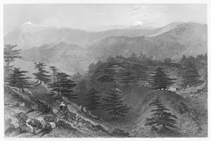 1845 Prints: Mount Lebanon / Cedars