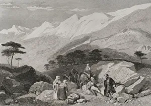 Cedar Prints: Mount Lebanon. Cedars. Engraving by Ransonnette