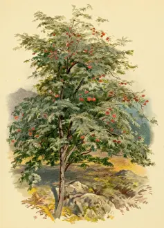 Mountain Ash Tree
