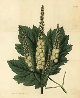 Mountain black-cohosh, Actaea podocarpa