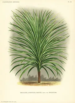 Cabbage Prints: Mountain cabbage tree, Cordyline indivisa
