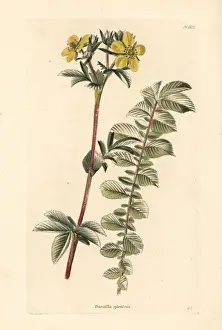 Montana Prints: Mountain cinquefoil, Potentilla montana
