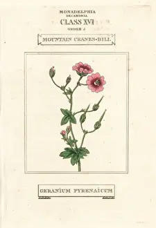 Mountain cranes-bill, Geranium pyrenaicum