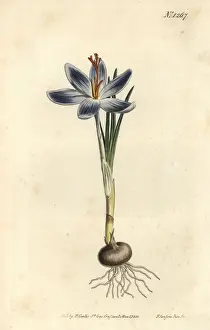Mountain crocus, Crocus serotinus