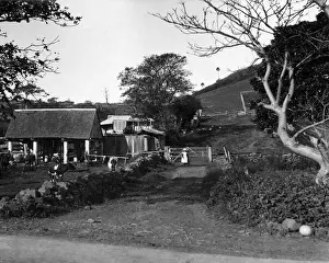 Mountain Dairy, Illawarra District, Australia
