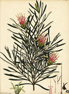 Henry Andrews Prints: Mountain devil, Lambertia formosa