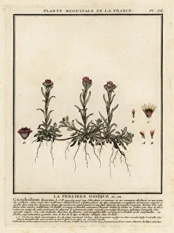 Mountain everlasting, Antennaria dioica
