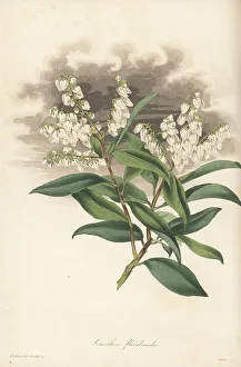 Magazine Of Botany Prints: Mountain fetterbush, Pieris floribunda