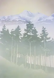 Mountain fir tree forest