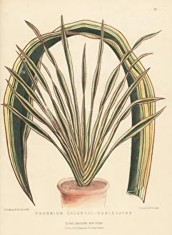 Nurseryman Prints: Mountain flax or wharariki, Phormium colensoi