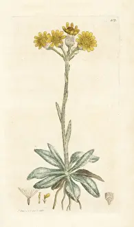 Integrifolia Prints: Mountain fleawort, Tephroseris integrifolia