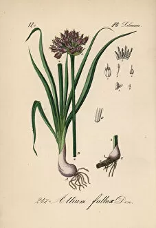 Allium Gallery: Mountain garlic, Allium lusitanicum