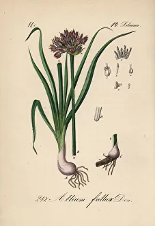 Allium Gallery: Mountain garlic, Allium lusitanicum
