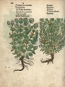 Mountain germander, Teucrium montanum