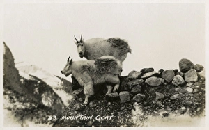 Albert A Gallery: Mountain Goats in Canada