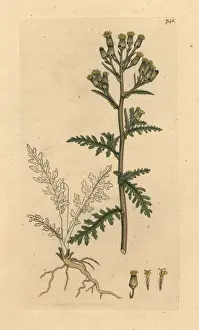 Sowerby Prints: Mountain groundsel, Senecio sylvaticus