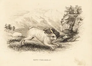 Hare Gallery: Mountain hare, Lepus timidus