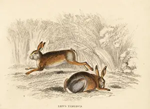 Mountain hare, Lepus timidus