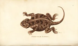 Amphibia Collection: Mountain horned lizard, Phrynosoma orbiculare