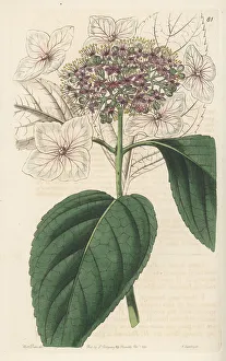 Shrub Prints: Mountain hydrangea, Hydrangea serrata