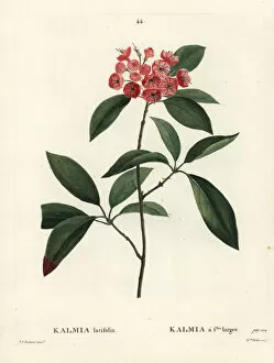 Mountain laurel or calico bush, Kalmia latifolia