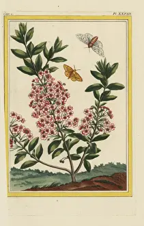 Tant Prints: Mountain laurel, Kalmia latifolia