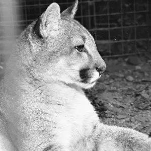 Cougar Prints: Mountain Lion, aka Cougar