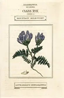 Astragalus Prints: Mountain milkwort, Astragalus hypoglottis