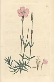 Carnation Prints: Mountain pink, Dianthus caesius