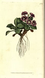 Primula Gallery: Mountain primula, Primula villosa