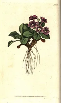 Primula Gallery: Mountain primula, Primula villosa