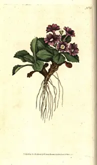 Mountain primula, Primula villosa