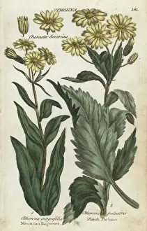 Joshuahamilton Prints: Mountain ragwort and marsh fleabane