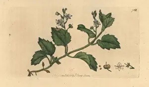 Montana Prints: Mountain speedwell, Veronica montana