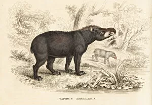 Naturhistorischer Gallery: Mountain tapir or woolly tapir, Tapirus pinchaque