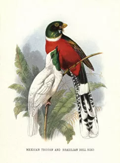 Bellbird Collection: Mountain trogon, Trogon mexicanus, and bare-throated