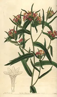 Sydenhamedwards Prints: Mountain trumpet flower, Collomia biflora