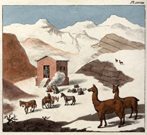 Andes Gallery: Mountain valley of Cuevas with llamas, Chile, South America