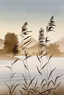 Beautiful Landscapes Gallery: Mountain valley lake with reeds