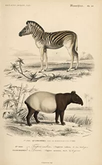 Zebra Gallery: Mountain zebra (vulnerable) and Malayan tapir (endangered)