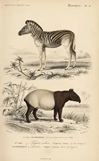 Naturelle Prints: Mountain zebra (vulnerable) and Malayan tapir (endangered)