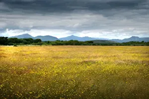 Buttercup Prints: The mountains of Snowdonia