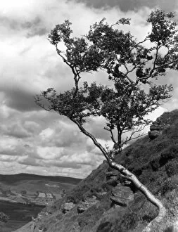Images Dated 16th June 2011: Mountainside Birch