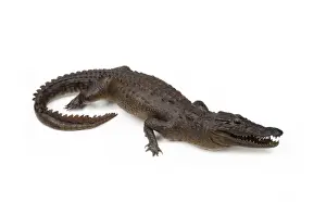 Claw Prints: Mounted specimen of Crocodylus sp. crocodile