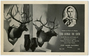 Two Mounted Stag heads and Beaver pelts given to King George Two Mounted Stag heads and Beaver pelts given to King George