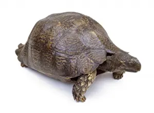 Mounted tortoise specimen