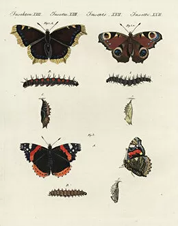 Mourning cloak, peacock and red admiral butterflies