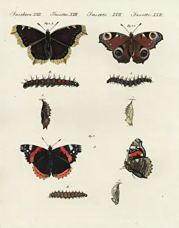 Nymphalis Prints: Mourning cloak, peacock and red admiral butterflies