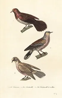 Achille Richard Prints: Mourning dove, turtle dove and red-eyed dove