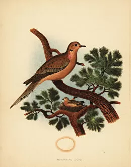 Nesting Collection: Mourning dove, Zenaida macroura